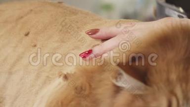 一只姜猫被剃掉的特写镜头是一个专业的兽医美容师